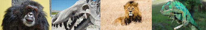 Nat Geo Wild HD